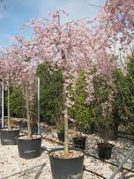 PRUNUS SUBH. PENDULA CLT 25   CIRC. TR. 10 - 12 CM  1/2 STD