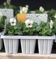 Viola Sorbet White Blotch Cellpak