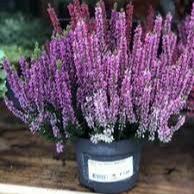 Calluna vulgaris Beauty Ladies purple  P12
