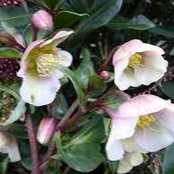 HELLEBORUS Winterbells