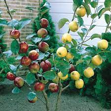 Family Apple: 2 varieties