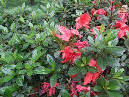 Rhododendron Elizab. Red Foliage
