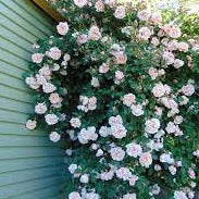 Rosa Albertine Climbing