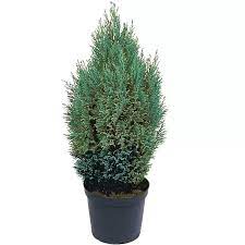 Chamaecyparis Laws. Ellwoodii - Bedding - Windyridge Garden Centre