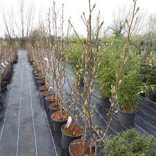 Magnolia Soul. Satisfaction - Shrubs - Windyridge Garden Centre