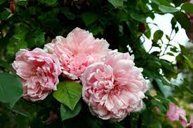 Rosa Albertine Climbing