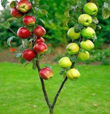 Malus Dom. Duo-Appel - Trees - Windyridge Garden Centre