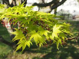 ACER PALMATUM JORDAN