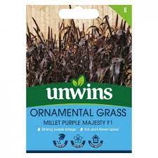 Ornamental Grass Millet Purple Majesty F1
