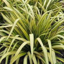Phormium Yellow Wave