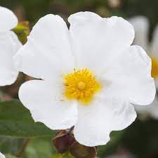 Cistus X Corbariensis