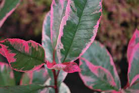 PHOTINIA SERR. 'PINK MARBLE' CLT 30      SPALLIERA IN METALLO 90 X 55 CM