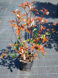 Photinia Serr. Magical Volcano Clt 10 H 80 - 100 Cm - Hedging - Windyridge Garden Centre