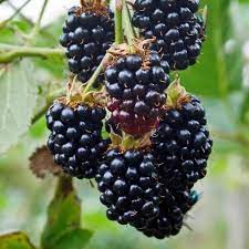 Rubus frut. Black Satin