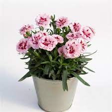 Dianthus car. Oscar Purple  P12