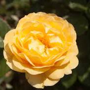 Rosa Absolutely Fabulous