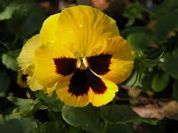 Pansy Matrix Yellow Blotch Cellpak