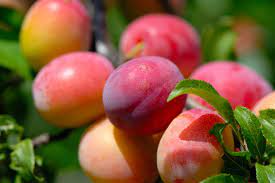 Prunus D. Victoria - Trees - Windyridge Garden Centre