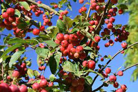 MALUS RED SENTINEL