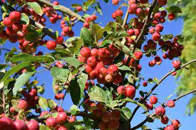 MALUS RED SENTINEL