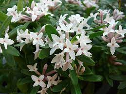 Daphne trans. Eternal Fragrance