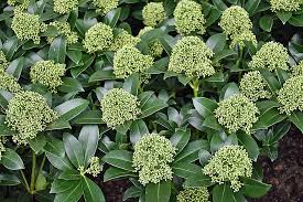 Skimmia jap. Fragrant Cloud