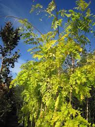 ROBINIA PSEUD. 'FRISIA' CLT 35
