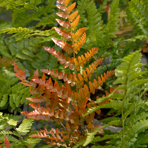 DRYOPTERIS eryth. Brilliance