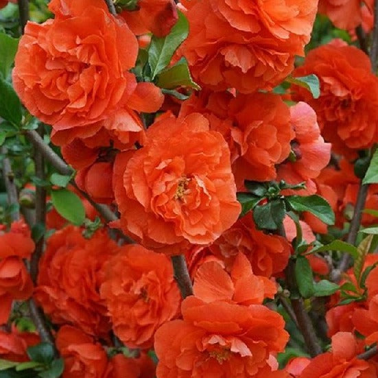 Chaenomeles Orange Storm - Climbers - Windyridge Garden Centre
