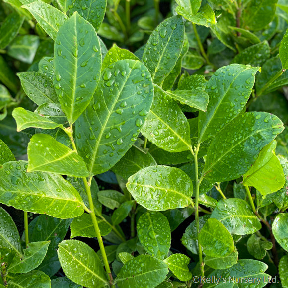 Prunus laurocerasus Rotundifolia