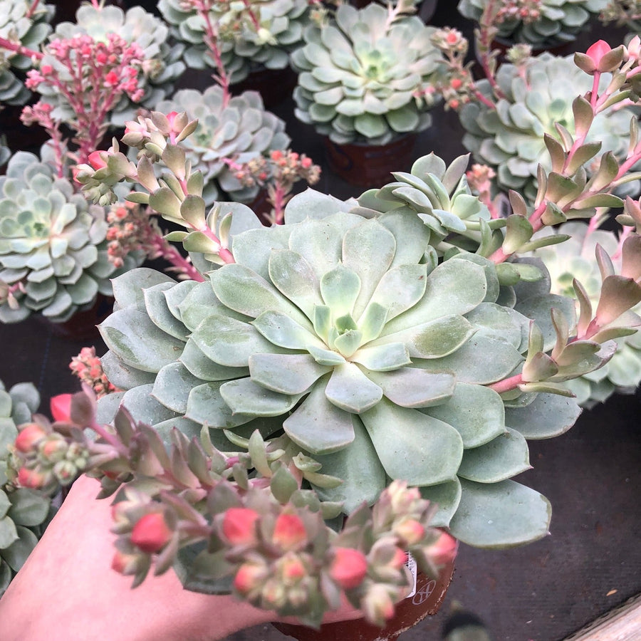 echeveria dondo succulent Buy Echeveria Dondo Online