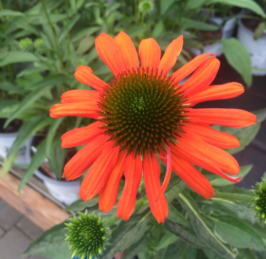 ECHINACEA p. Lakota Orange