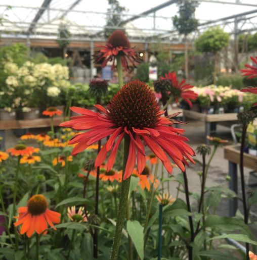 Echinacea SunSeekers Orange