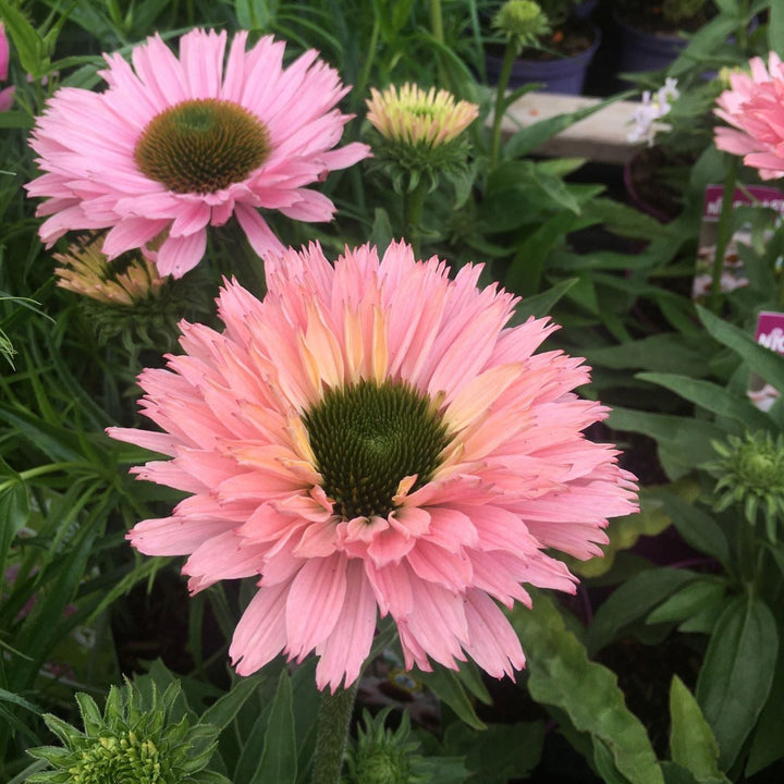 Coneflower Echinacea Sunseekers Salmon (2Ltr Pot)