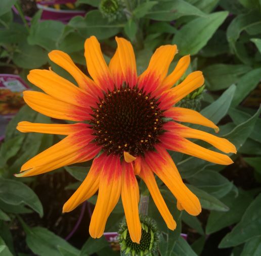 Echinacea Suns. Tequila Sunrise