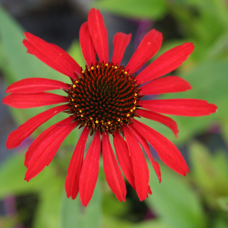 Echinacea SunSeekers Red