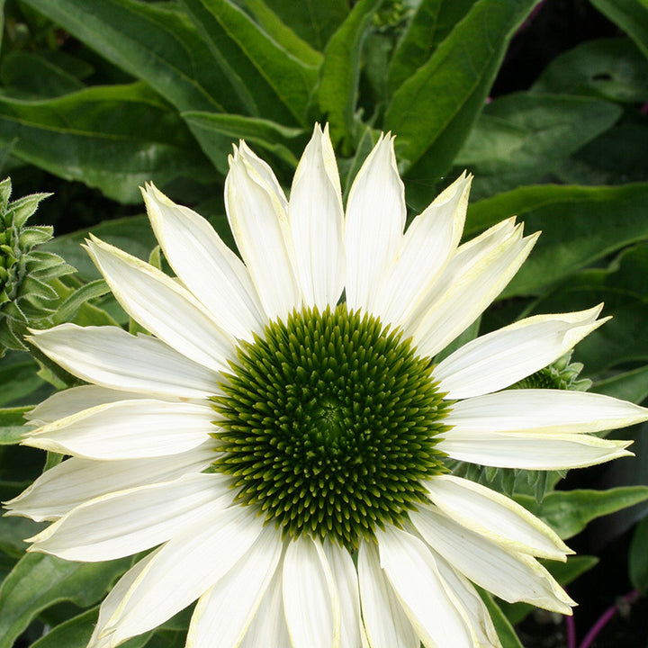 Echinacea Sunseekers White