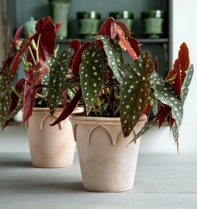 Elizabeth Rose, 18 Cm, Pot With Saucer - Pots - Windyridge Garden Centre