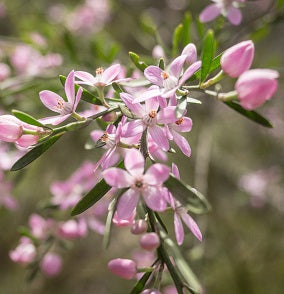 Eriostemon Flower Girl Pink - Shrubs - Windyridge Garden Centre