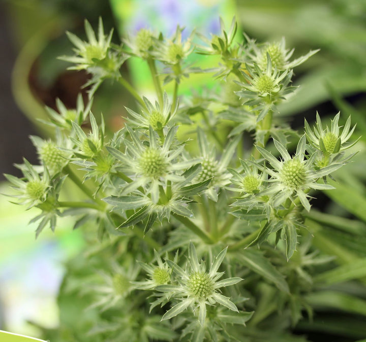 Eryngium planum Blue Hobbit