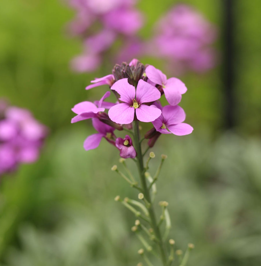 Erysimum Bowles Mauve  2 Ltr Pot - Herbaceous - Windyridge Garden Centre