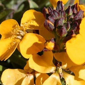 Erysimum Yellow
