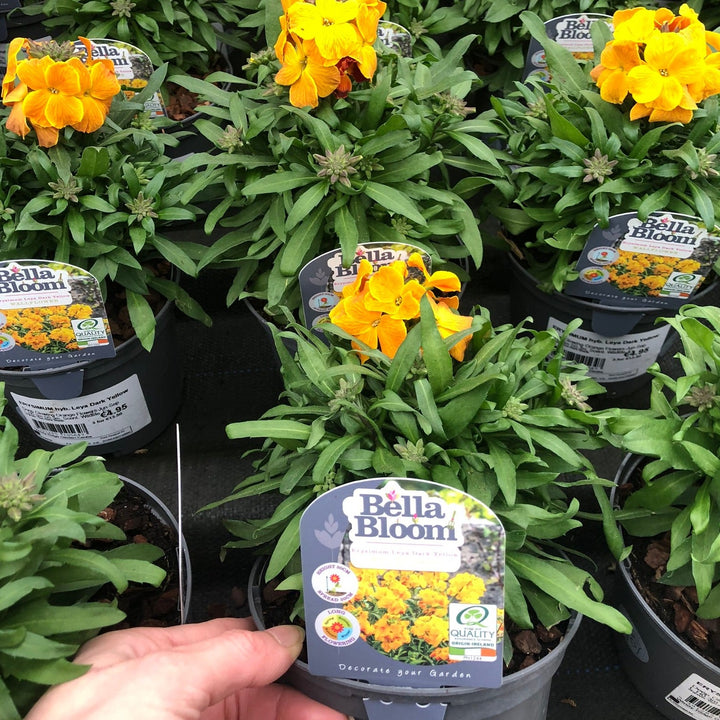 ERYSIMUM hyb. Leya Dark Yellow