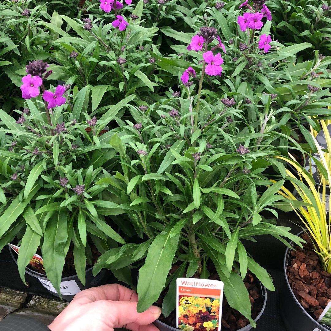 ERYSIMUM Poem Lilac