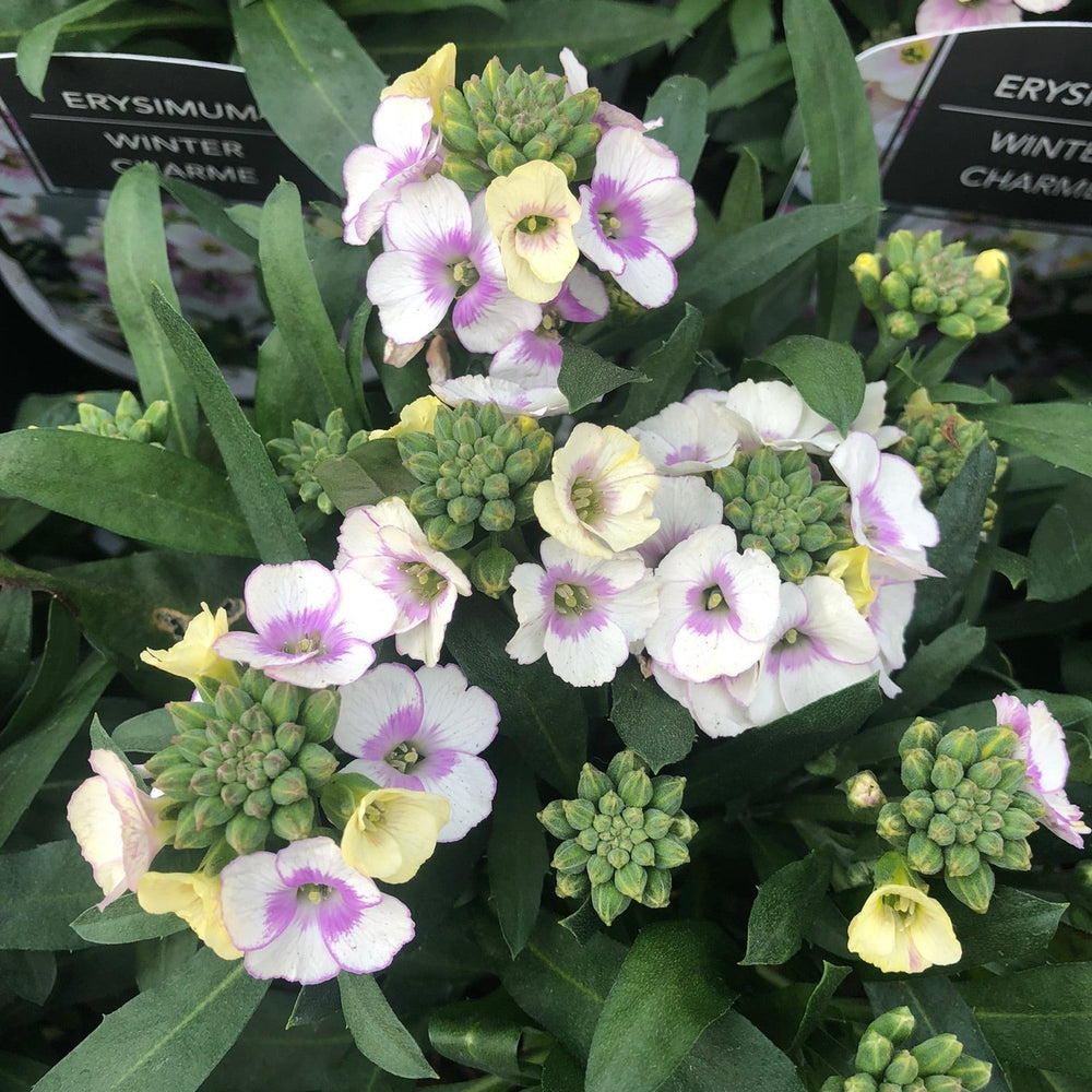 Erysimum Winter Charme - Herbaceous - Windyridge Garden Centre