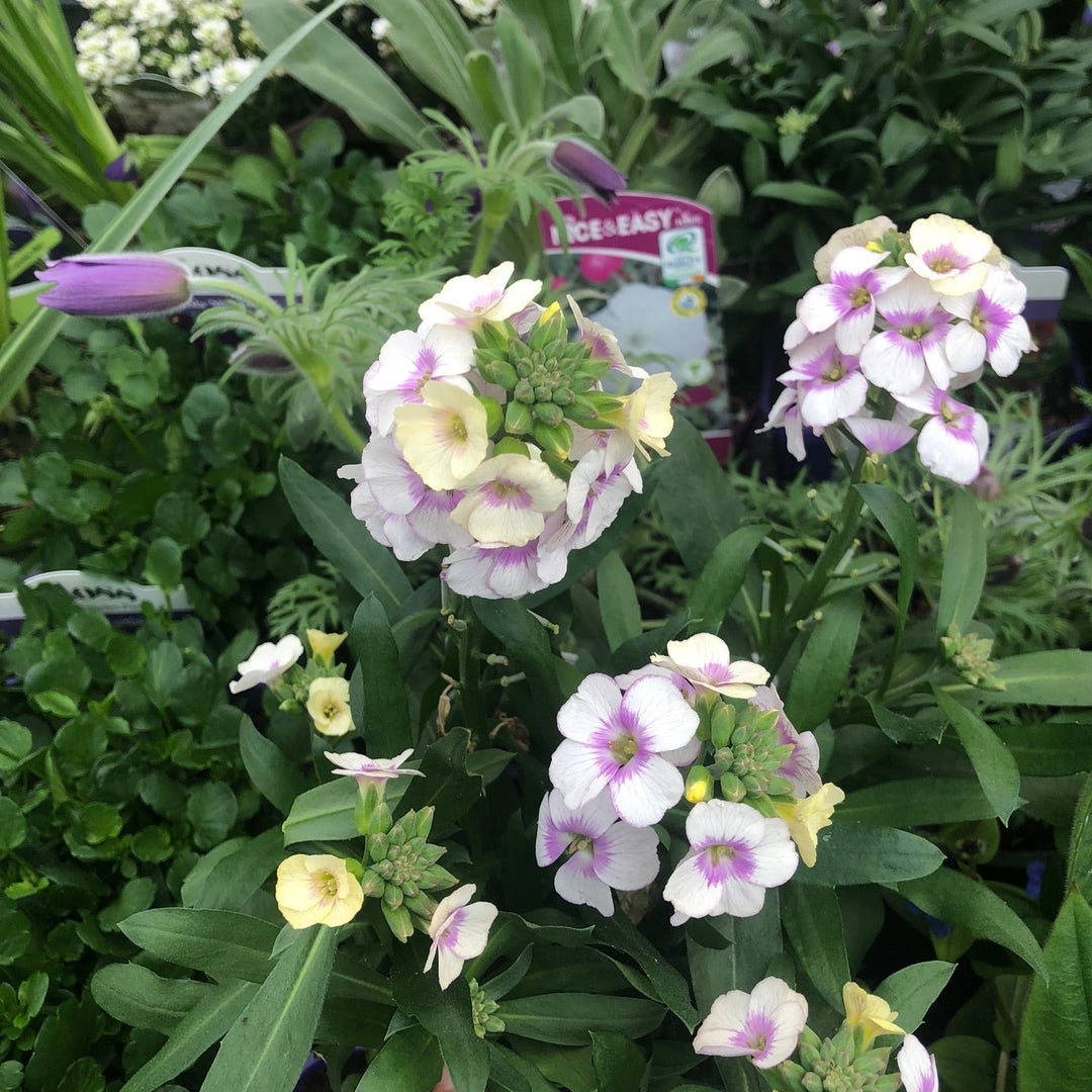 Erysimum Winter Charm