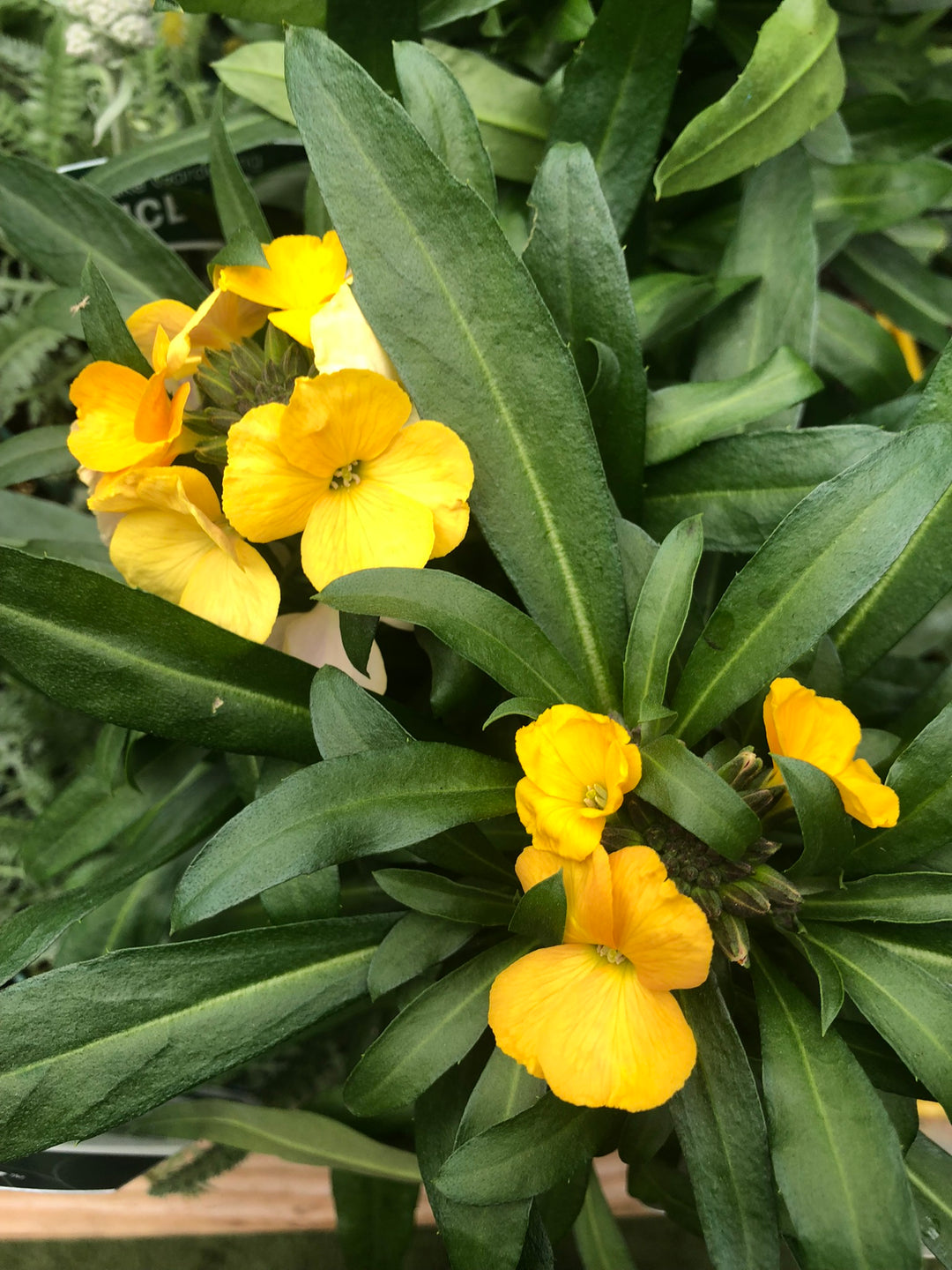 Erysimum Yellow