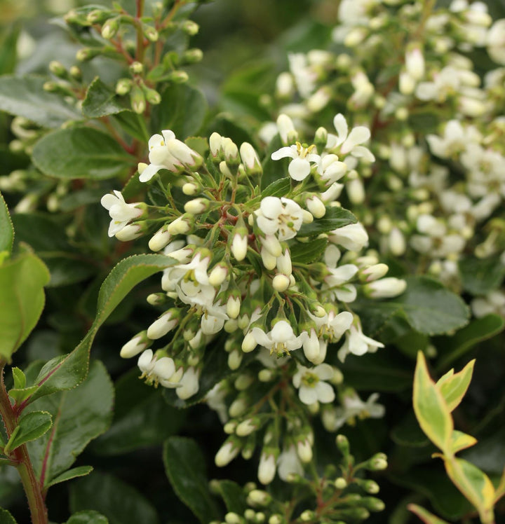 Escallonia Iveyii