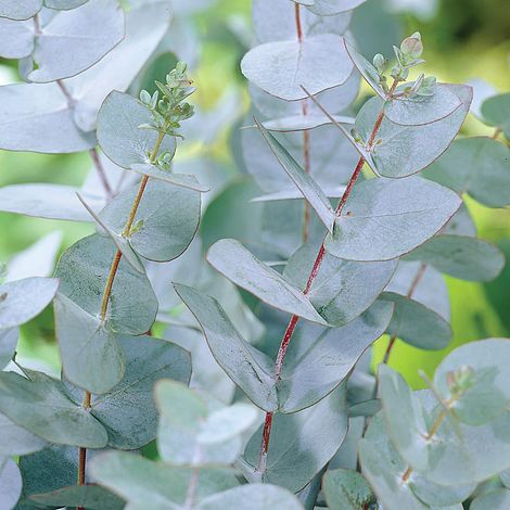 Eucalyptus Gunnii - Trees - Windyridge Garden Centre