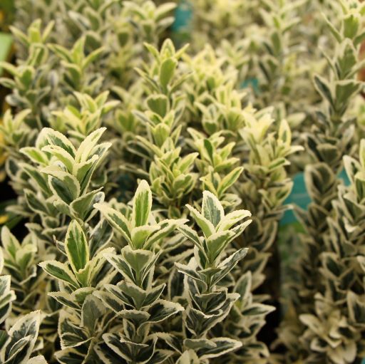 Euonymus-jap.-White-Spire-Leaf